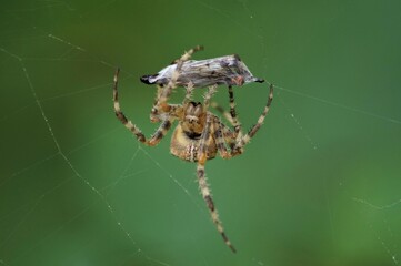 a spider wrapping a caught insect in a spider's thread on a green blurry background
