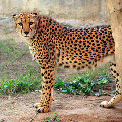 portrait of a leopard