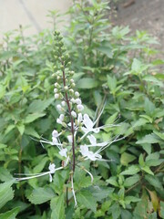 Kumis Kucing (Indonesia) or Orthosiphon aristatus belongs to the family Lamiaceae Labiatae. It is one of the original medicinal plants of Indonesia which has many benefits in tackling various diseases