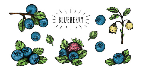 set of blueberries vector sketch. blueberry vector coloring book.