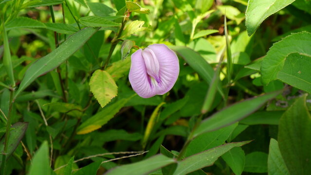 Clitoris flower in the garden