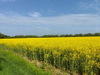 Obraz premium Rapsfeld