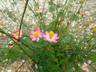Obraz na płótnie Canvas Kenikir (Indonesia) or Cosmos flower blooming in the garden with blur background. Cosmos is a genus, with the same common name of cosmos, consisting of flowering plants in the sunflower family.