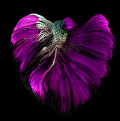 Beautiful movement of purple betta, Fancy Halfmoon Betta, The moving moment beautiful of green violet Siamese Fighting fish, Betta splendens, Rhythmic of Betta fish isolated on black background.