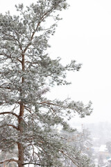 Aerial view to the pine with private houses behind in snowing weather.