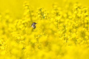 Bird perched on rapeseed fild flowers