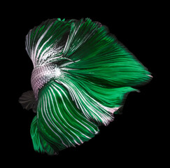 Beautiful movement of green silver betta, Fancy Halfmoon Betta, The moving moment beautiful of green Siamese Fighting fish, Betta splendens, Rhythmic of Betta fish isolated on black background.