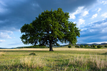 Fototapeta na wymiar Solitary tree on green field cloudy sky