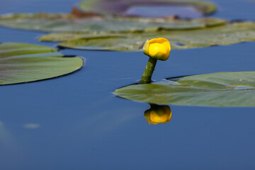 Water lily aquatic flower on water