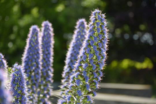 エキウム の画像 51 件の Stock 写真 ベクターおよびビデオ Adobe Stock