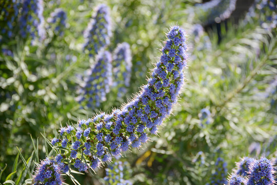 エキウム の画像 51 件の Stock 写真 ベクターおよびビデオ Adobe Stock