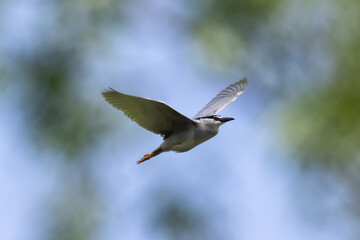 Black-crowned night heron bird in flight (Nycticorax nycticorax)