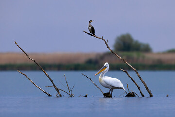 Obraz premium Birds perched on branch above water
