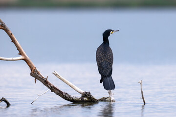 Great cormorant bird Phalacrocorax carbo perched on branch above water - obrazy, fototapety, plakaty
