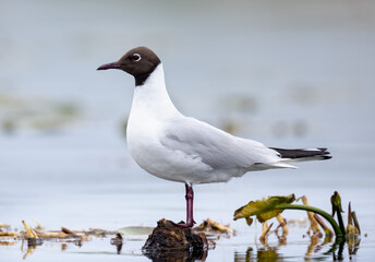 Seagull bird closeup perched above water