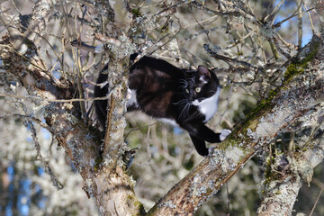 black and white domestic cat playing on the tree