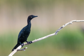 Pygmy cormorant Microcarbo pygmaeus perched on the branch