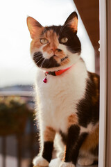 Tricolor cat sitting on the balcony at sunset under warm rays.