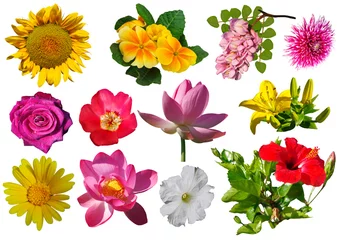 Fotobehang Collection of different flowers isolated on white background. © qwertfak