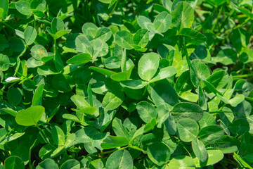 Green young clover leaves on a sunny spring day