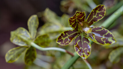 Closeup detail view of colorful brown and yellow green flower of tropical epiphytic orchid species grammatophyllum scriptum blooming outdoors on dark natural background