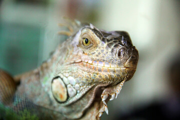 Colorful iguana 2