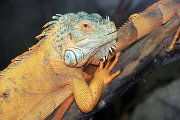 iguana on a tree