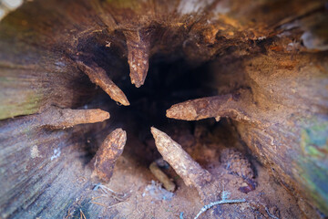 Inside of tree trunk hole with branches 