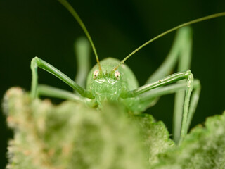 Long-legged green grasshopper on a plant. Genus Odontura.