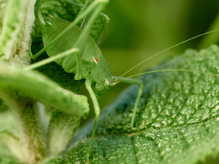 Long-legged green grasshopper on a plant. Genus Odontura.