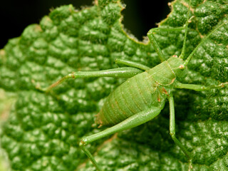 Long-legged green grasshopper on a plant. Genus Odontura.