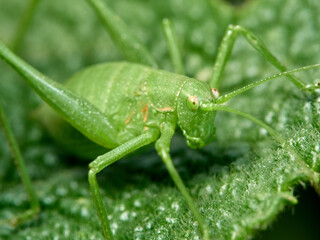 Long-legged green grasshopper on a plant. Genus Odontura.