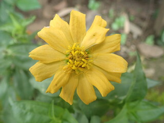 Yellow zinnia flower blooming in the garden with blur background. Zinnia angustifolia, the narrowleaf zinnia, is a herbaceous flowering plant species of zinnia native.