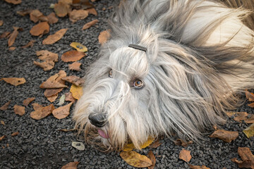 Naklejka na ściany i meble Bearded collie is lying in the forest. It is autumn portret.