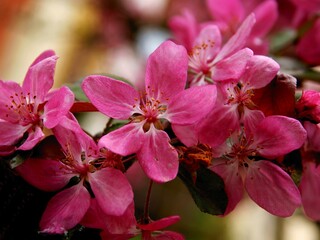 pretty pink flowers of malus purpurea tree at spring