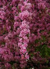 pretty pink flowers of malus purpurea tree at spring