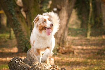 Australian shepherd is running in the leaves in the forest. Autumn photoshooting in park.