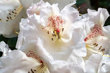Flower of a rhododendron in May