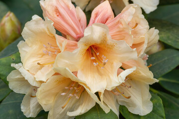 Fototapeta na wymiar Flower of a rhododendron in May