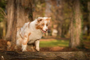 Fototapeta premium Australian shepherd is running in the leaves in the forest. Autumn photoshooting in park.