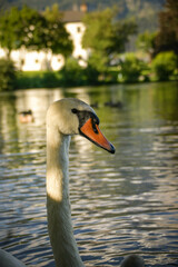 White swan flock in summer water. Swans in water. White swans. Beautiful white swans floating on the water. swans in search of food. selective focus.