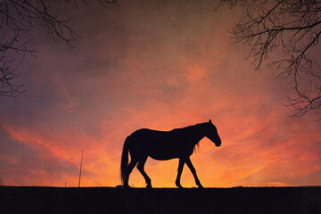 horse silhouette with a beautiful sunset background