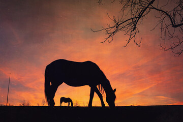 Naklejka na ściany i meble horse silhouette with a beautiful sunset background