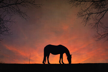 Fototapeta na wymiar horse silhouette with a beautiful sunset background