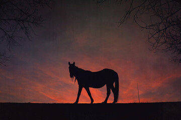 horse silhouette with a beautiful sunset background