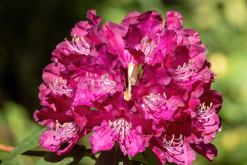 Flower of a rhododendron in May