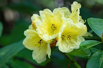 Flower of a yellow rhododendron Top Banana in May