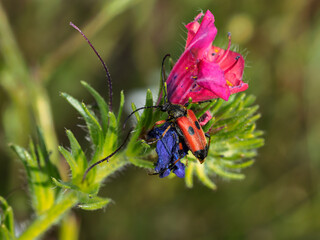 Nustera distigma is a species of beetle insect of the Cerambycidae family.