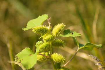 Closeup of green common cocklebur seeds with selective focus on foreground