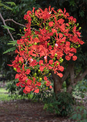 Fototapeta na wymiar Closeup view of colorful cluster of orange red flowers of tropical delonix regia aka flame tree, royal poinciana or flamboyant blooming in spring in natural environment